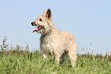 BOUVIER DES ARDENNES 117